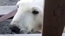 饥饿无法进食的北极熊舌头被罐头卡住向人类求助