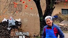 陕西老人与这棵柿子树相依为伴80个春秋，远看美如画，近看是烟火。