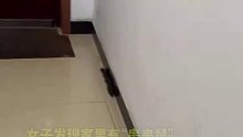 女子发现家里有“串串鼠”，动画片果然没有骗人，网友：这不是老鼠是鼩鼱