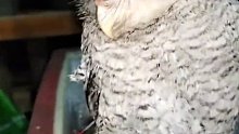 被淋湿的猫头鹰在院子里歇脚，小哥把它抱进房檐下躲雨