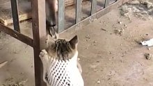 猫咪的破坏行为