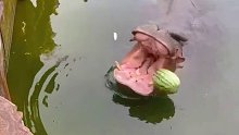 大河马吃西瓜