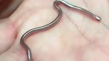 名为brahmini blind snake的盲蛇是目前世界上第二小的蛇种