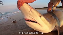搁浅的鲨鱼被徒手掰开鱼嘴，只为取下这东西？镜头记录惊险全程！