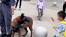 护学岗上的警犬竟然眼馋小朋友手中的烤肠，下班后铲屎官立马给安排上了……