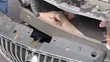 保险杠发现里边竟然藏了一头猪。这是咋进去的呢？