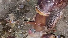 蜗牛吃蜗牛……