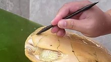 用雕塑刀给乌龟脱壳，太解压了！