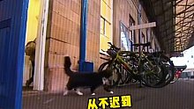 小猫5年前到火车站工作，凭借自身努力得到了晋升