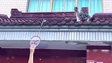 女子的羽毛球不小心落在屋檐上