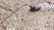 这蜗牛是怎么了？？？