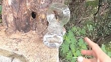 抓到一只野蜂偷吃蜂蜜，差点失手