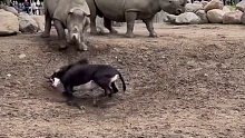 哥本哈根动物园，羚羊大战犀牛。