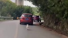 主人将狗子遗忘后，狗子跟在车后一路狂追，还好最后被主人发现了…