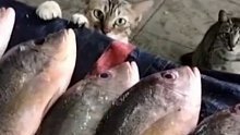 小猫咪和他的朋友到鱼摊上讨鱼吃，老板热情的接待了他们