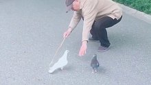 老爷子遛鸽子，又萌又听话，真的超帅