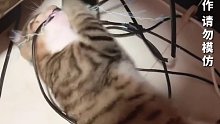 猫咪咬电线，胡子被烫焦。又气又心疼又想笑
