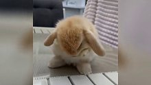 这么可爱的兔兔你会爱吗