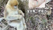 金丝猴：我好歹是猴中贵族，你就给我吃这个？