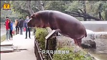 印度动物园河马“越狱”，被保安几巴掌打懵