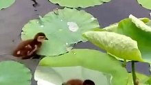 游累了就在莲叶上休息的小鸭鸭