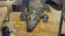 200斤鳄鱼钻进宿舍，众人被吓呆