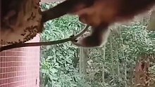 猴子爬上屋顶手掏巨型蜂巢，黄蜂对其发起攻击