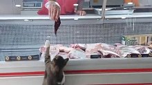流浪猫到店里买肉，老板大方请客