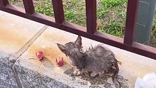落水小猫  被众人救起