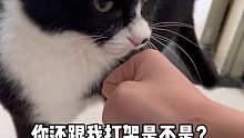 10斤的猫9斤的反骨