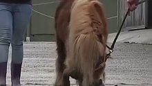 小矮马被主人遗忘在马厩，十年后才被人救出来，脚趾甲长的已经无法走路。