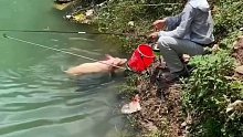 钓鱼钓到猪