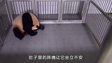 这只熊猫太难了，老来得子还是个独苗，竟然被饲养员给骗走了