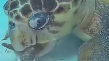 看看海龟是怎么寻食的：口水滴答，滴滴哒哒哒