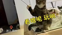猫咪拿着逗猫棒逗主人玩，主人乖乖配合表演……