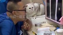 猫：大夫我还有救吗