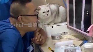 猫：大夫我还有救吗