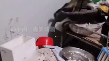 猫：看看我这技术是属于什么段位