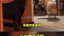 你是新来的？需要会拆家哦