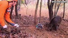 国外小伙凭着自制的简易弹簧捕捉野猪，看完整个过程，网友大呼他是绝顶高手