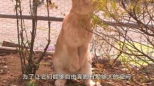 大叔家十几只兔子离奇死亡，竟是它惹的祸，最后居然这样报复