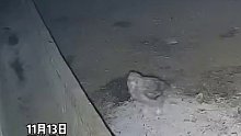 一只猫头鹰来到农户家，直接把鸡抓走了：“以前六个大鸡都没了”