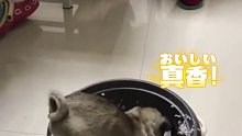 主人吃饭狗子爬进电饭锅炫饭，临走还不忘抓两把