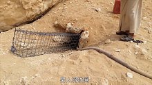 沙漠里出现一个大洞，朝里面猛灌水，竟蹿出一头“猛兽”！