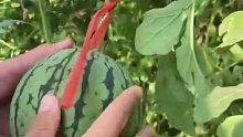 可以“剥皮”吃的西瓜你见过吗？皮薄，弹指可破！