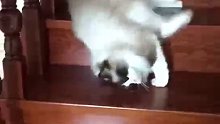 原来猫真的可以从台阶的流下来