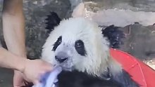 这熊猫一看就没少搓澡，换动作换的很娴熟啊