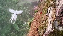 男子拍到白凤凰飞翔宛若仙境神鸟