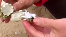 海滩出现大量海蛎子