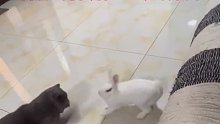 猫和兔子打架，地板太滑兔子毫无还手之力，网友：兔子用脸一直进攻猫爪！后驱果然干不过前驱